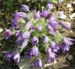 Zurück zum kompletten Bilderset Gewöhnliche Küchenschelle Blüte lila  Pulsatilla vulgaris