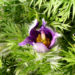 Zurück zum kompletten Bilderset Gewöhnliche Küchenschelle Blüte purpur Pulsatilla vulgaris