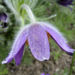 Zurück zum kompletten Bilderset Gewöhnliche Küchenschelle Blüte violett Pulsatilla vulgaris