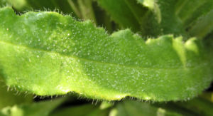 Gewoehnliche Ochsenzunge Blatt Bluete blau lila Anchusa officinalis 03