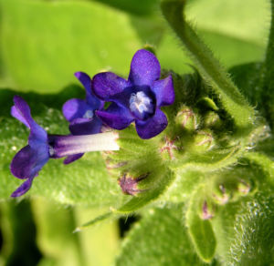 Gewoehnliche Ochsenzunge Blatt Bluete blau lila Anchusa officinalis 06