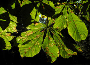 Gewoehnliche Rosskastanie Baum Blatt gruen Aesculus hippocastanum 09