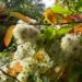 Zurück zum kompletten Bilderset Gewöhnliche Waldrebe Frucht silbrig Clematis vitalba