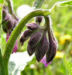 Zurück zum kompletten Bilderset Gewöhnlicher Beinwell Blüte rötlich Symphytum officinale