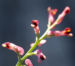Zurück zum kompletten Bilderset Gewöhnlicher Erdrauch Blüte rose Fumaria officinalis