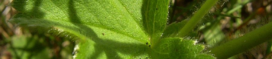 Anklicken um das ganze Bild zu sehen  Gewöhnlicher Frauenmantel - Alchemilla vulgaris