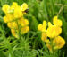 Zurück zum kompletten Bilderset Gewöhnlicher Hornklee Blüte hellgelb Lotus corniculatus