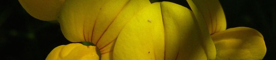Anklicken um das ganze Bild zu sehen  Gewöhnlicher Hornklee Blüte gelb Lotus corniculatus
