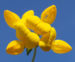 Zurück zum kompletten Bilderset Gewöhnlicher Hornklee Kraut Blüte gelb Lotus corniculatus