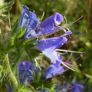Gewoehnlicher Natternkopf Echium vulgare 01