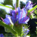 Zurück zum kompletten Bilderset Gewöhnlicher Natternkopf Blüte blau Echium vulgare