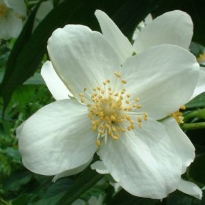 Gewoehnlicher Pfeifenstrauch Philadelphus coronarius 01