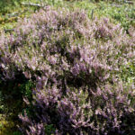Bild:  Besenheide Gewöhnliches Heidekraut Blüte pink Calluna vulgaris