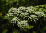 Bild:  Giersch Blüte weiß Aegopodium podagraria