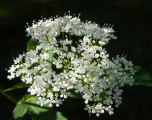 Giersch Kraut Bluete weiss Aegopodium podagraria 07