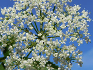 Giersch Kraut Bluete weiss Aegopodium podagraria 11