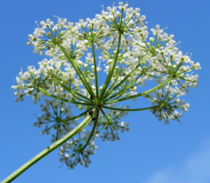 Giersch Kraut Bluete weiss Aegopodium podagraria 12