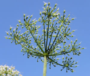 Giersch Kraut Bluete weiss Aegopodium podagraria 13