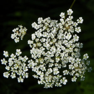 Giersch Kraut Bluete weiss Aegopodium podagraria 23