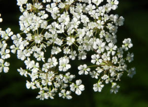 Giersch Kraut Bluete weiss Aegopodium podagraria 24