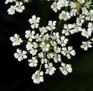 Giersch Kraut Bluete weiss Aegopodium podagraria 25