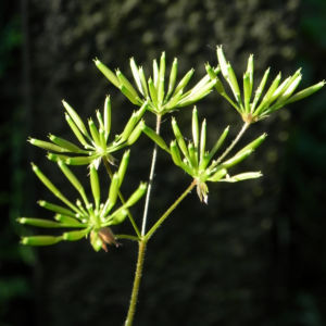 Giersch Kraut Same gruen Aegopodium podagraria 01