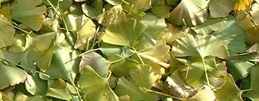 Anklicken um das ganze Bild zu sehen  Ginkgo Blatt grün Frucht gelb Rinde Ginkgo biloba