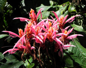 Glanzkoelbchen Bluete rot orange Aphelandra sinclairiana 01