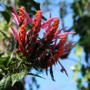 Glanzkoelbchen Bluete rot orange Aphelandra sinclairiana 02
