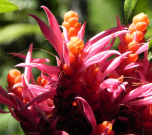 Glanzkoelbchen Bluete rot orange Aphelandra sinclairiana 04
