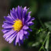 Zurück zum kompletten Bilderset Glattblattaster Neubelgische Aster novae belgii