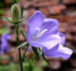 Glockenblume Bluete blau Campanula rotundifolia 01