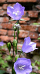 Glockenblume Bluete blau Campanula rotundifolia 07