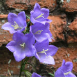 Glockenblume Bluete blau Campanula rotundifolia 10