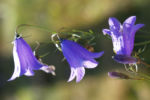 Glockenblume Bluete blau Campanula 01