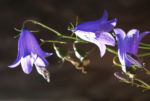 Glockenblume Bluete blau Campanula 05