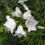 Glockenblume Bluete weiss Campanula persicifolia 02