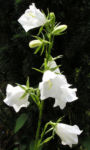 Glockenblume Bluete weiss Campanula persicifolia 05