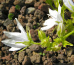 Glockenblume Bluete weiss Campanula pupilla 04
