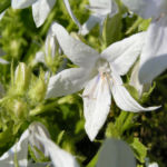 Glockenblume Bluete weiss Campanula pupilla 05