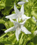 Glockenblume Bluete weiss Campanula pupilla 07