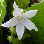 Glockenblume Bluete weiss Campanula pupilla 09