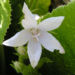 Zurück zum kompletten Bilderset Glockenblume Blüte weiß Campanula