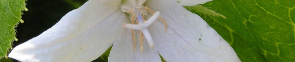Anklicken um das ganze Bild zu sehen  Glockenblume Blüte weiß Campanula