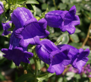 Glockenblume Brantwood Bluete tiefviolett Campanula latifolia 04