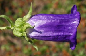 Glockenblume Brantwood Bluete tiefviolett Campanula latifolia 05