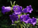 Zurück zum kompletten Bilderset Breitblättrige Glockenblume Blüte dunkelviolett Campanula latifolia