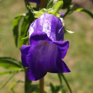 Glockenblume Brantwood Bluete tiefviolett Campanula latifolia 08