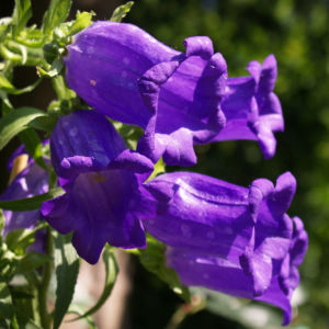 Glockenblume Brantwood Bluete tiefviolett Campanula latifolia 09