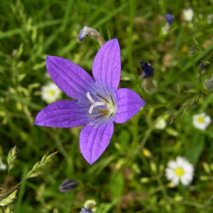 Glockenblume blau klein wild Campanula 01